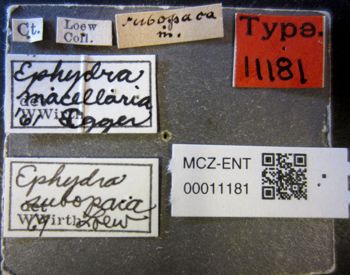 Media type: image;   Entomology 11181 Aspect: labels